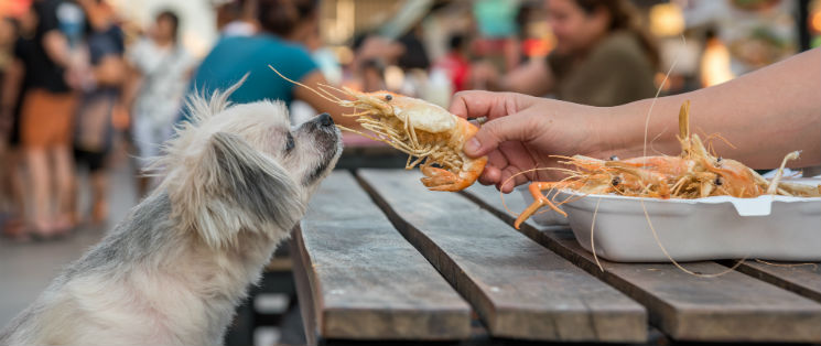dog friendly restaurants in tucson