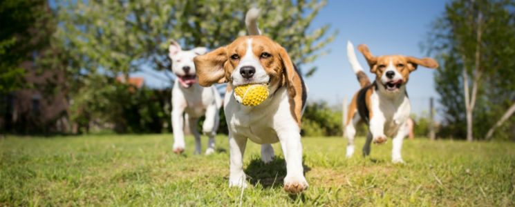 doggy daycare in tucson