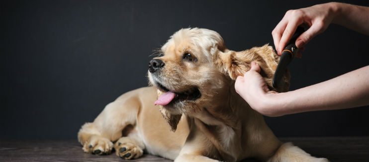 tucson dog groomers