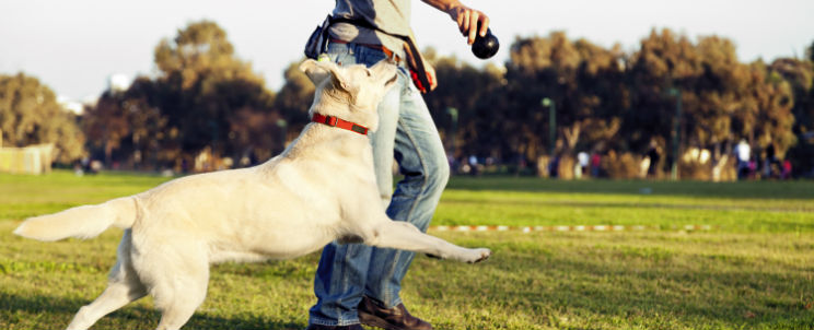 best dog park in tucson