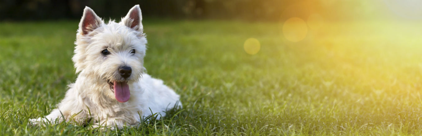 best pet friendly hotel in tucson